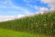 Ilustrační fotografie pole vyrostlé kukuřice
