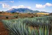 Ilustrační fotografie agávového pole v regionu Jalisco v Mexiku