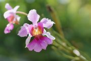 Ilustrační fotografie orchideje