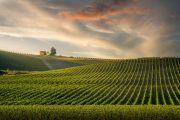 Ilustrační fotografie italských vinic