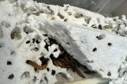 Fotografie larev rozkládajících plast