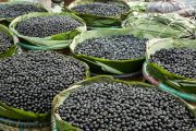 Ilustrační fotografie sklizeného acai
