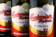 Ilustrační fotografie piva Budweiser