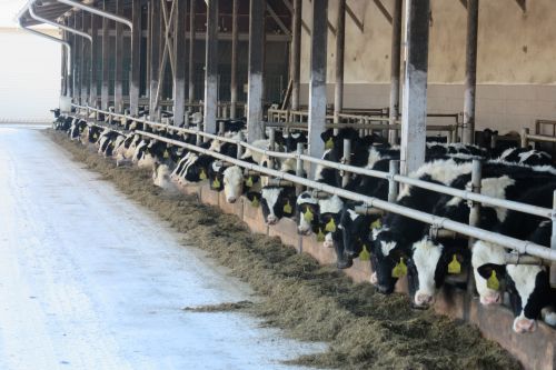 Pomáháme rumunským farmářům zvýšit produkci mléka a masa
