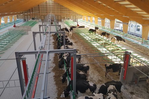 Roboti nastupují do kravínů. Česká firma Brunnthaller-CS staví stáje v celé Evropě