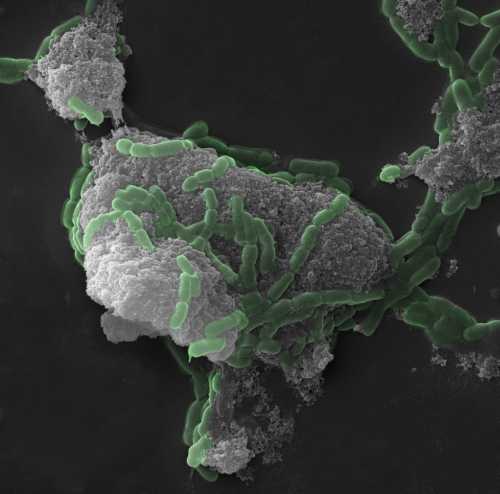 Phramaceutical Biotechnology